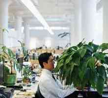 Rośliny domowe chronić pracowników biurowych z chorobą