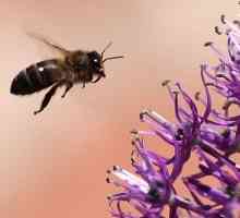 Leczenie ukąszenia pszczoły i apipunktura