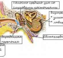Zapalenie ucha środkowego (zapalenie ucha)