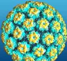 Wirus brodawczaka ludzkiego (HPV)