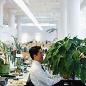 Rośliny domowe chronić pracowników biurowych z chorobą