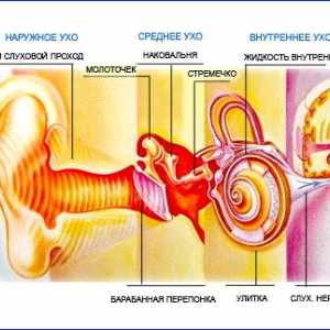 Odbiorczy ubytek słuchu (zapalenie nerwu ślimakowego)