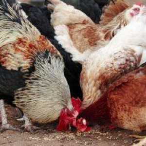 Odporne na „Tamiflu” nowy wirus grypy ptaków?