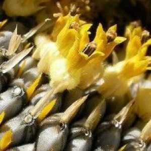Korzyści i szkód z nasion słonecznika