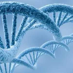 Specyficzność gatunkowa cząsteczek DNA